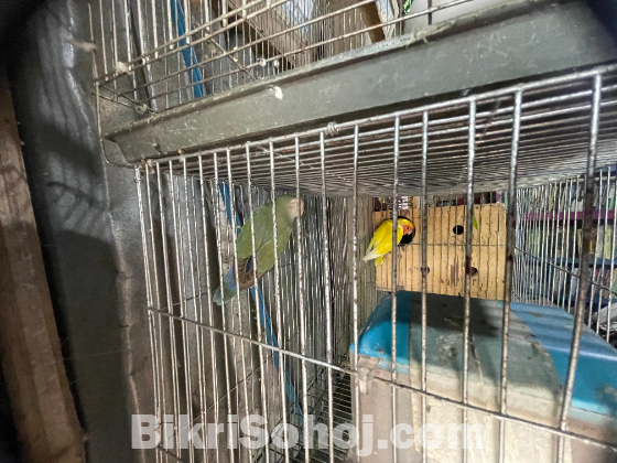 Love Bird Running Pair